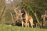 MALINOIS 1121